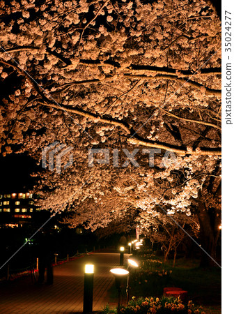 櫻花照亮了河口湖-2797 35024277