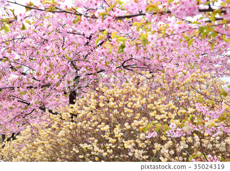 Sakura和Mitsumata-33566 Sakura和Mitsumata-33566 35024319