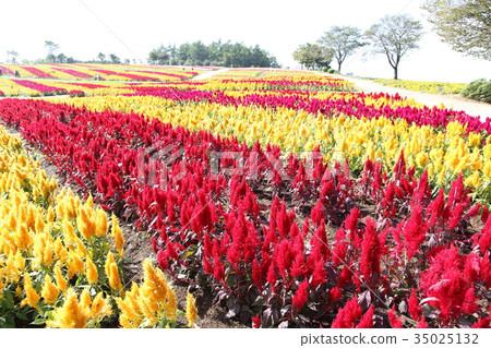 Celosia flower (1) 35025132