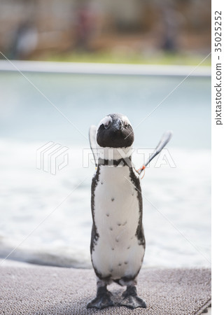 A cute Cape penguin that blows its wings A cute Cape penguin that blows its wings 35025252