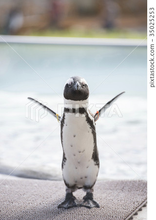 A cute Cape penguin that blows its wings A cute Cape penguin that blows its wings 35025253