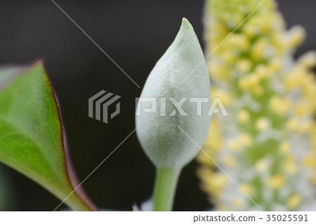 Dokudami花和芽 35025591