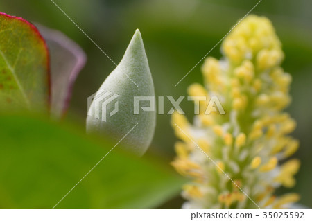 Dokudami flower and bud 35025592