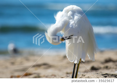 The Snowy Egret is Preening at Malibu Beach The Snowy Egret is Preening at Malibu Beach 35025617