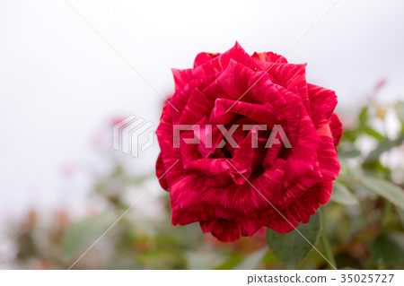 Red Intuition; Hybrid Tea Rose, Red (Stripe) Rose Red Intuition; Hybrid Tea Rose, Red (Stripe) Rose 35025727