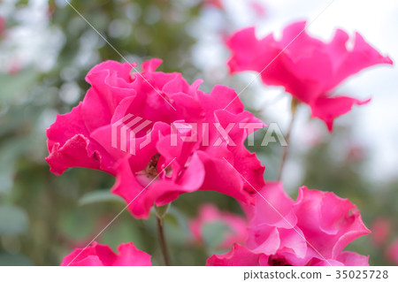 Permanent Wave; Floribunda Rose, Pink Rose 35025728