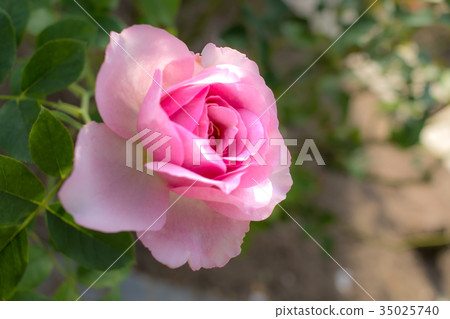 Souvenir de Louis Amade; Shrub Rose, Pink Rose 35025740