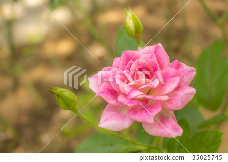 Brilliant Pink Iceberg; Floribunda Rose, Pink Rose 35025745