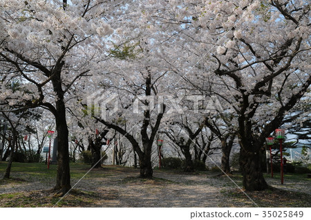 櫻花盛開在蔚山公園 35025849