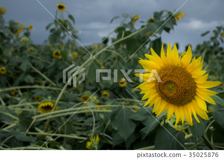 The Only One Sunflower is Alive While the Others The Only One Sunflower is Alive While the Others 35025876