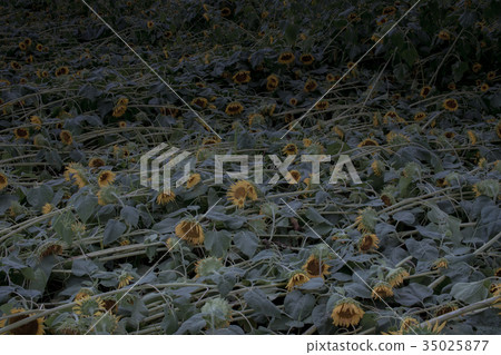 The Dead Sunflowers after Typhoon in Japan The Dead Sunflowers after Typhoon in Japan 35025877
