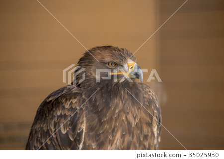 Cool sour eagle 35025930