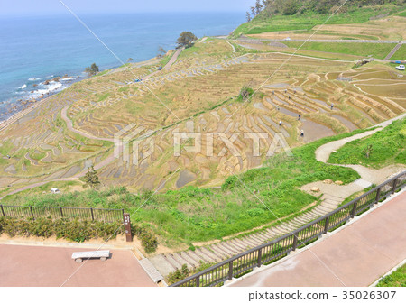 白米的Senmaida-27543 白米的Senmaida-27543 35026307