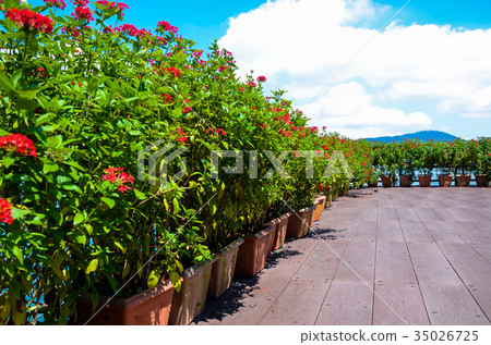 Star flower, flower, five-star flower, star cluster, flower 35026725