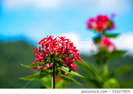 Star flower, flower, five-star flower, star cluster, flower 35027004
