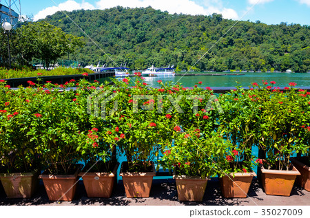 Star flower, flower, five-star flower, star cluster, flower 35027009