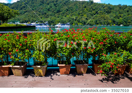 Star flower, flower, five-star flower, star cluster, flower 35027010