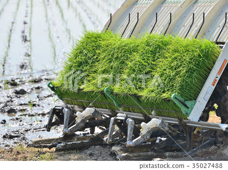 Rice planter-19737 Rice planter-19737 35027488