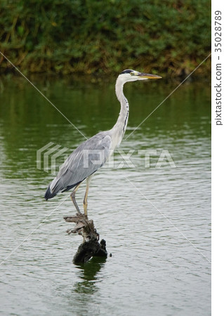 heron heron 35028789