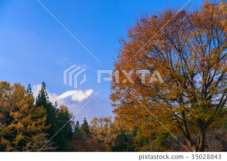 Autumn leaves of Pines Park (Suwa Forest Natural Park) Autumn leaves of Pines Park (Suwa Forest Natural Park) 35028843