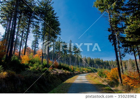 View at forest of South Silesia View at forest of South Silesia 35028962