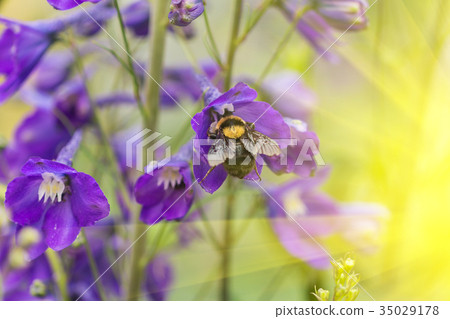 A macro shot of a bumblebee A macro shot of a bumblebee 35029178