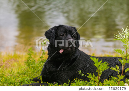 Black labrador retriever dog Black labrador retriever dog 35029179