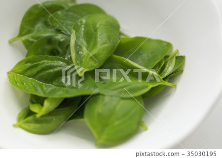 Basil (Food Herb Fresh Italian Plant Leaf Dish Dishware Tableware Vegetable Aroma Ingredients) Basil (Food Herb Fresh Italian Plant Leaf Dish Dishware Tableware Vegetable Aroma Ingredients) 35030195