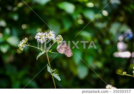 蝴蝶 昆蟲 青斑蝶 35030357