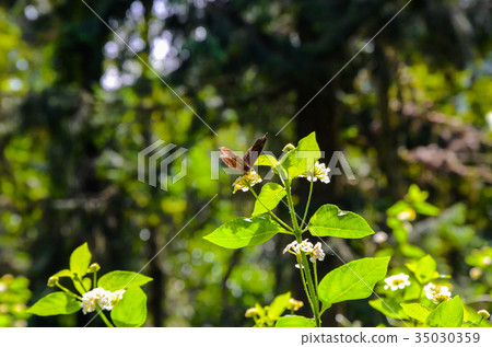 蝴蝶 昆蟲 青斑蝶 35030359