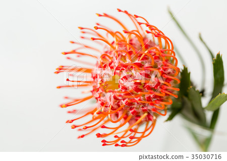 Red Leucospermum Nutans flower on white background Red Leucospermum Nutans flower on white background 35030716