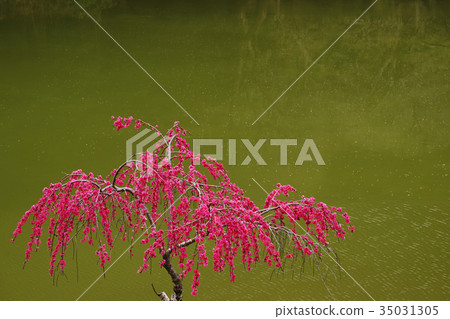 Blooming flowers 35031305