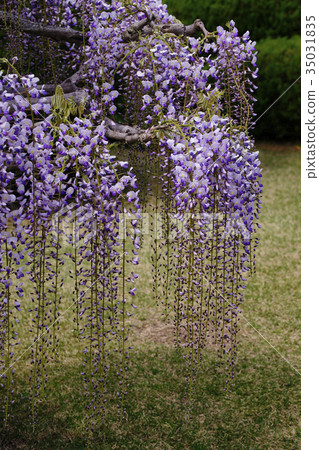 Wisteria 35031835