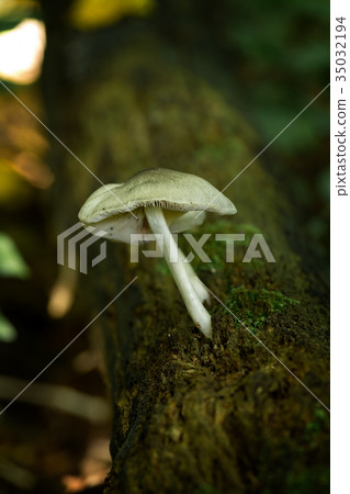 Mushrooms on the forest on the old trunk Mushrooms on the forest on the old trunk 35032194