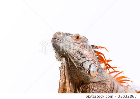 抬頭看著紅鬣蜥 抬頭看著紅鬣蜥 35032863