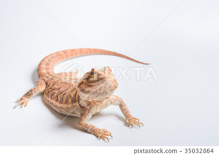Hoop bearded lizard Hoop bearded lizard 35032864