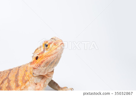 A soft-haired lizard looking up A soft-haired lizard looking up 35032867