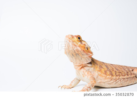 Top view lizard lizard 35032870