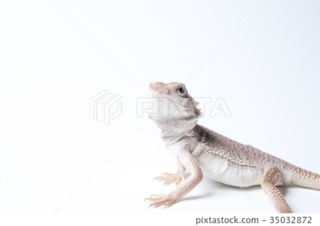 A child of a soft-eared lizard 35032872