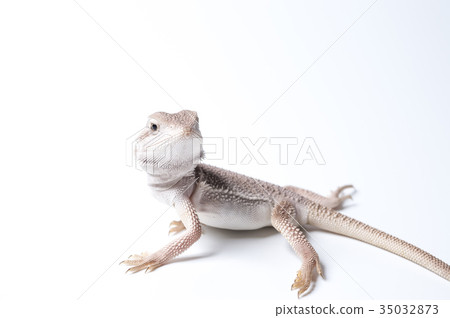A child of a soft-eared lizard looking back A child of a soft-eared lizard looking back 35032873