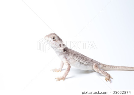 A child of a soft-eared lizard A child of a soft-eared lizard 35032874