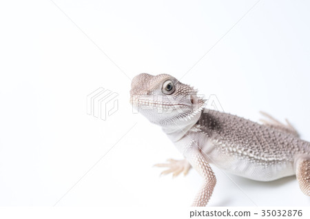 An angry child with a bearded lizard An angry child with a bearded lizard 35032876