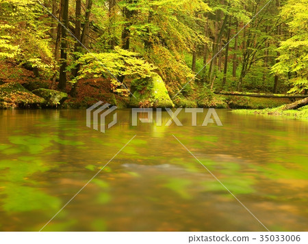 Autumn forest above river. Water under leaves Autumn forest above river. Water under leaves 35033006
