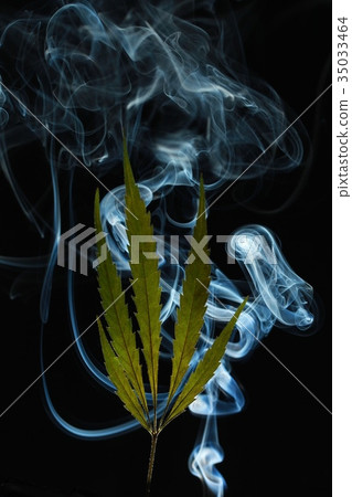 green cannabis leaf on a black background 35033464