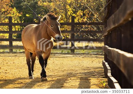 Przewalski's horse  in the zoo 35033711