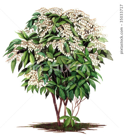 精確的植物繪圖描繪 Asebi Asebi 插圖 35033717