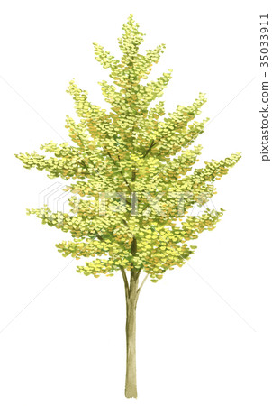 Ginkgo ginkgo sketch precision planting illustration ginkgo illustration 35033911