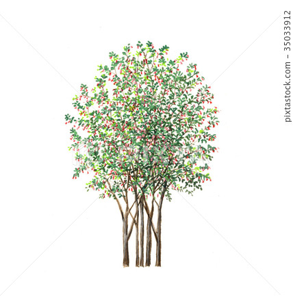 Uguisu kagura Precise botanical drawing of uguisu kagura 35033912