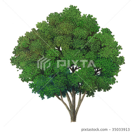 Uva Megashi tree, Uva Megashi precision plant drawing 35033913