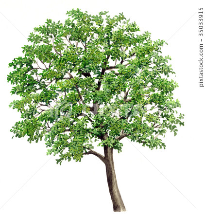 Egonoki sketch, illustration of Egonoki tree 35033915